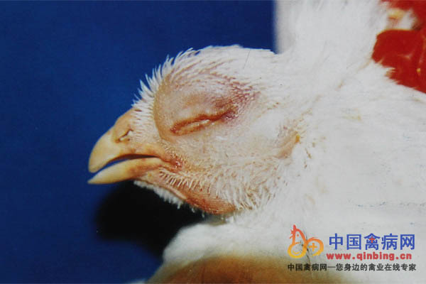 肉種雞發生禽流感（H5N1亞型），面部皮下膠凍腫脹