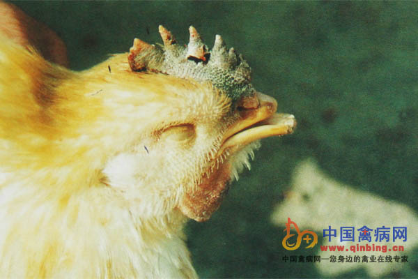 雜交雞感染禽流感（H5N1亞型），病雞雞冠腫脹、發紫