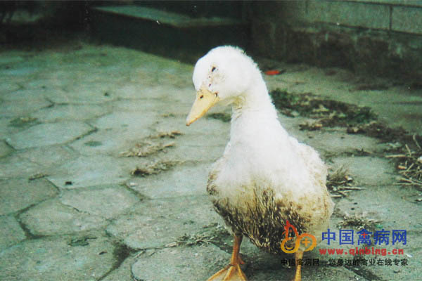 49日齡櫻桃谷鴨感染禽流感（H5N1亞型）出現神經癥狀，彎頭，腫眼、流淚